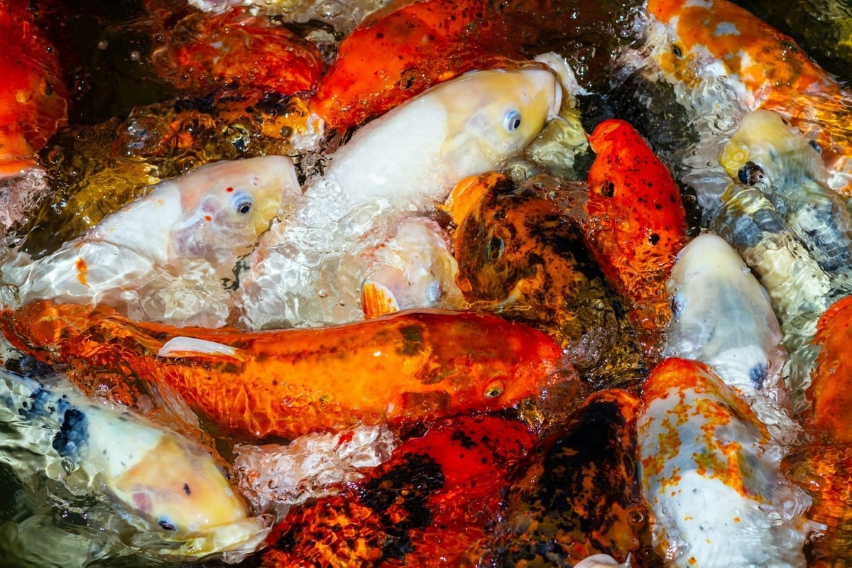 Ikan koi
Gambar: Unsplash Ikan koi
Gambar: Unsplash